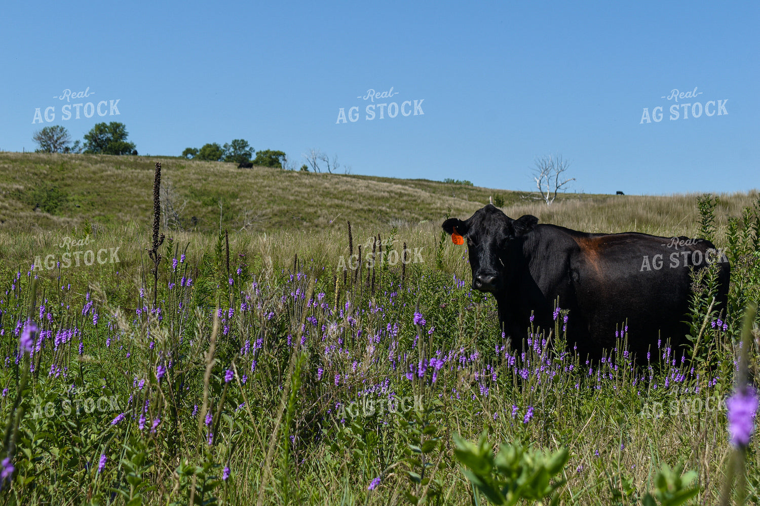 Cow Calf Pair on Pasture 259014