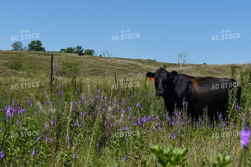 Cow Calf Pair on Pasture 259014