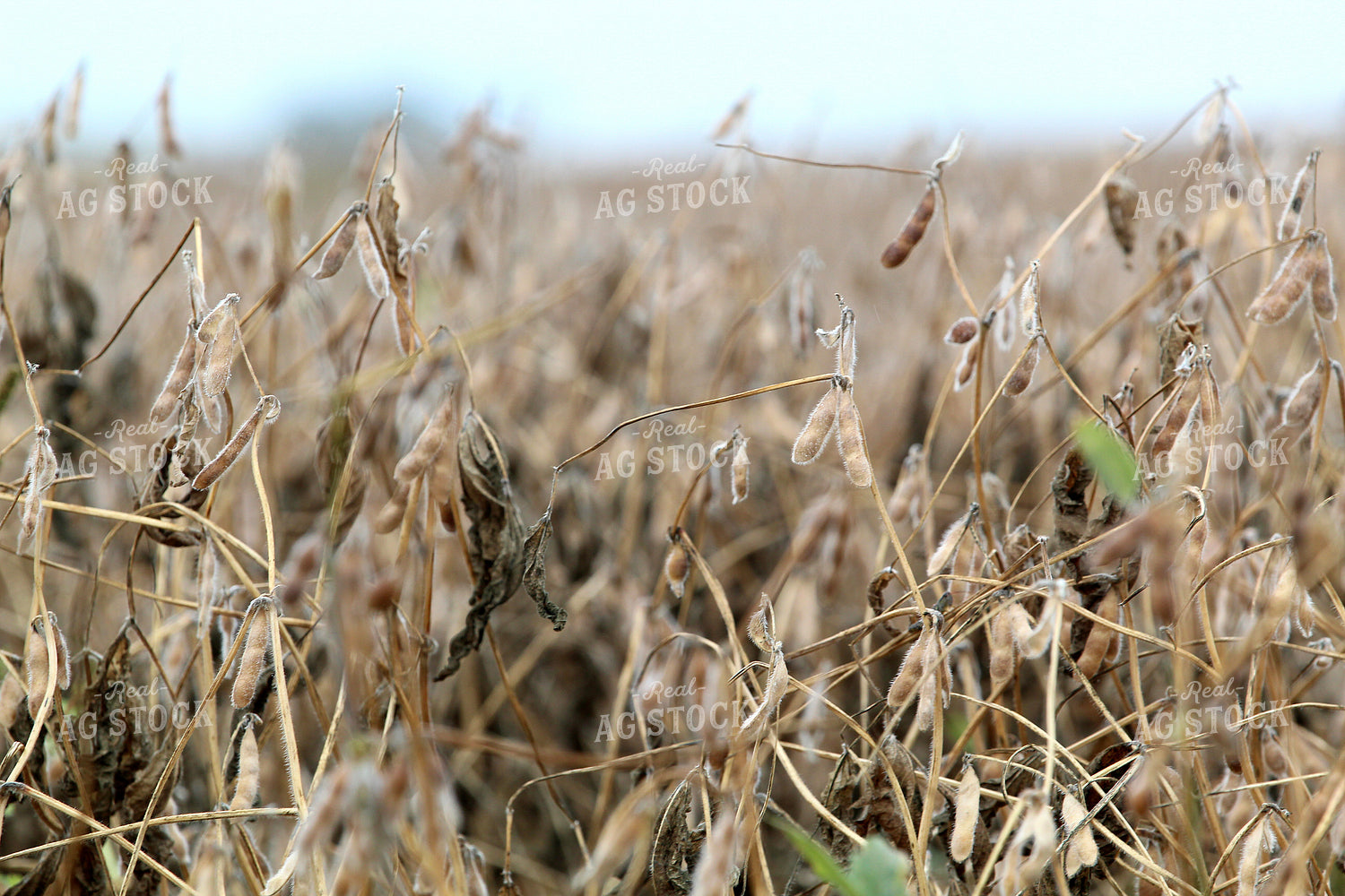Dried Soybeans 141421