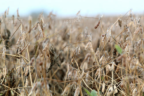 Dried Soybeans 141421