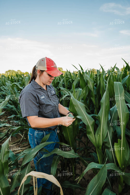 Female Farmer Checking Corn 115286