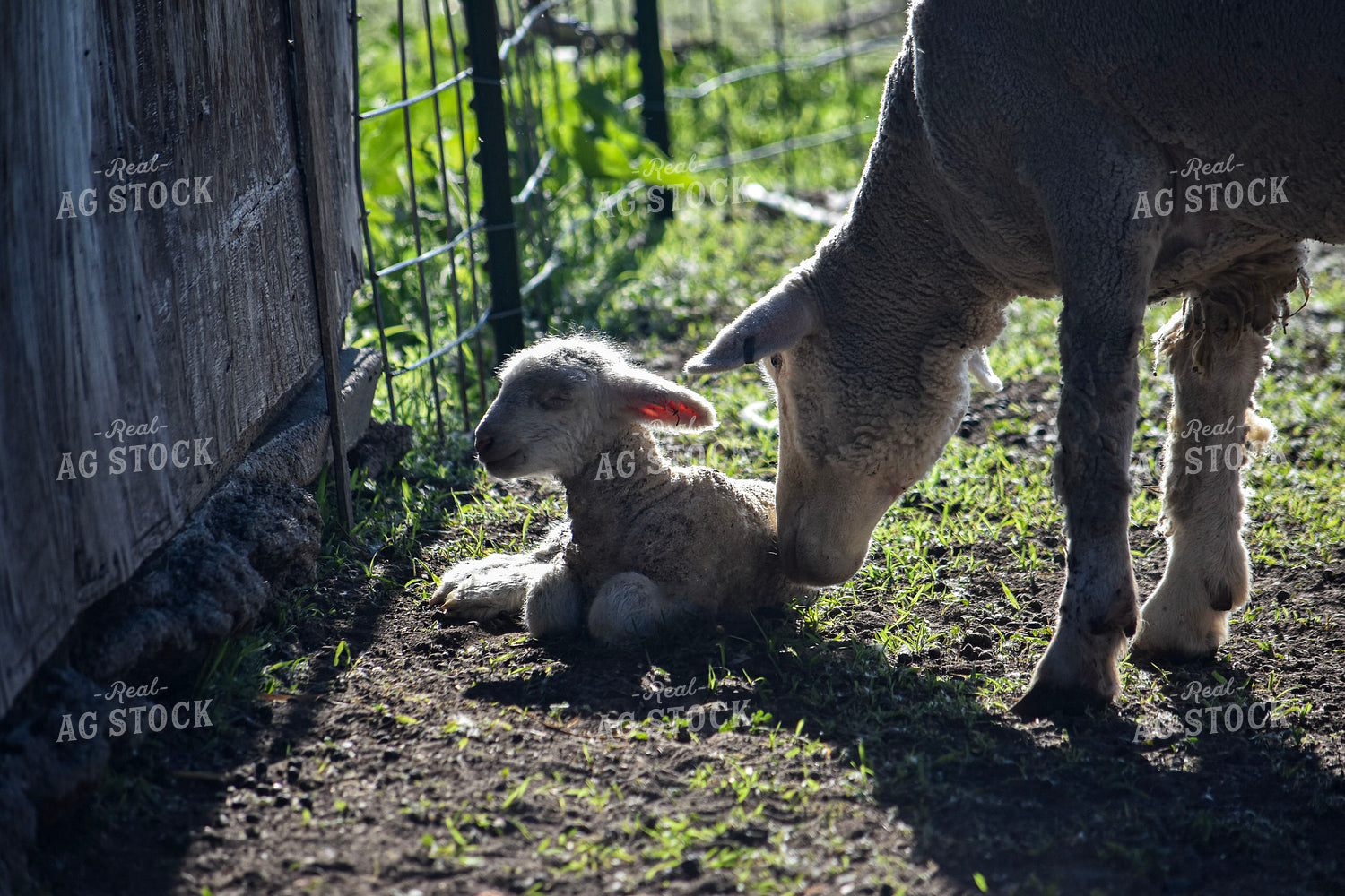 Sheep 156098