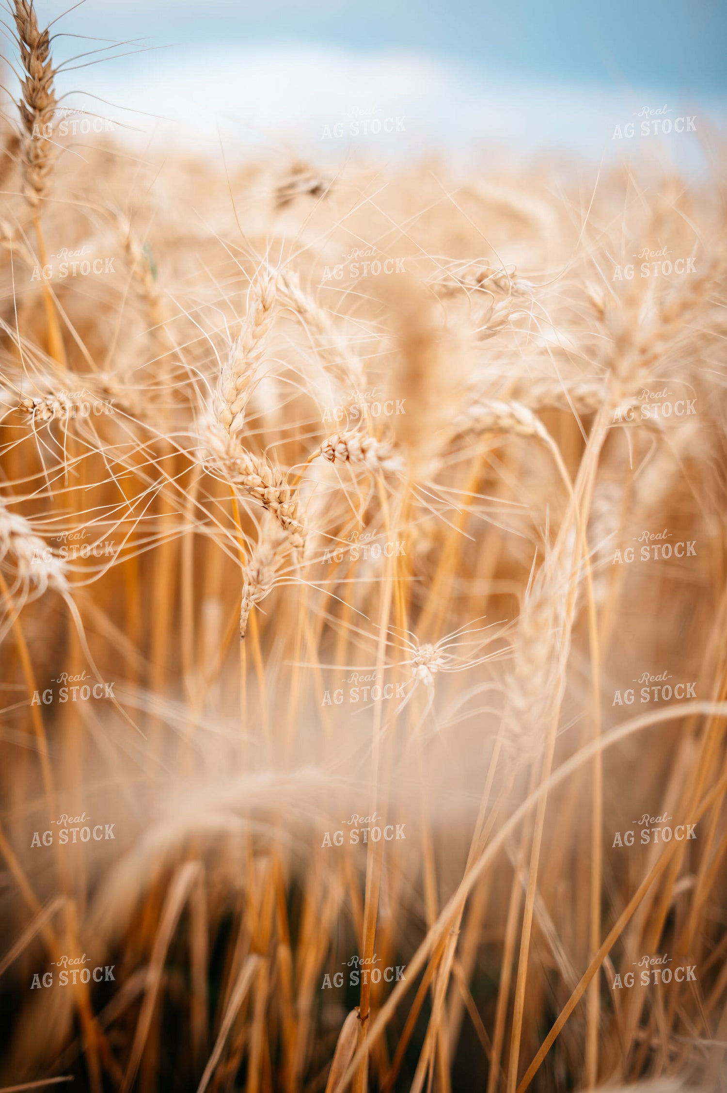 Mature Wheat 56704