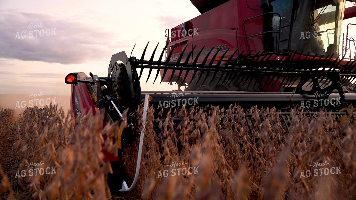Combine Harvesting Soybeans 25755