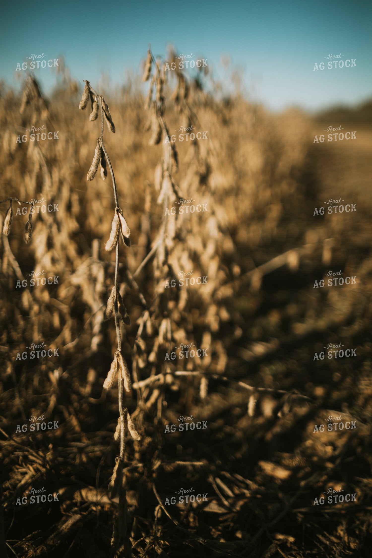 Dried Soybean Field at Sunrise 5232