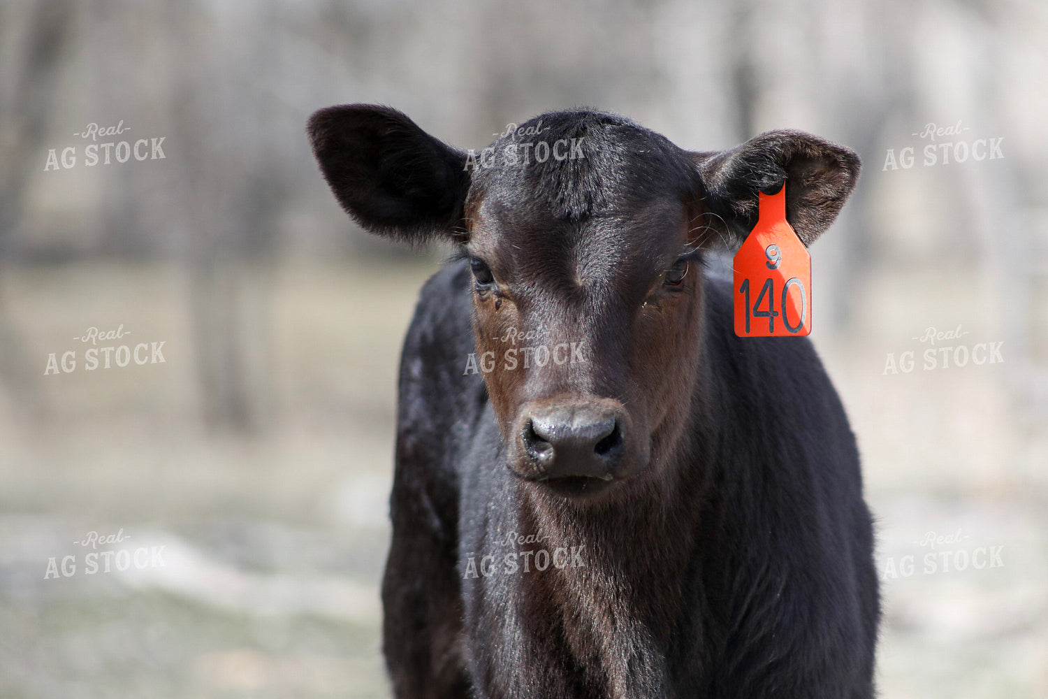Angus Calf 117196