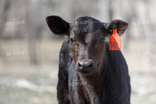 Angus Calf 117196