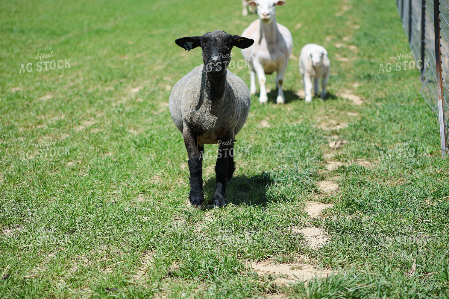 Lambs and Ewes 84280