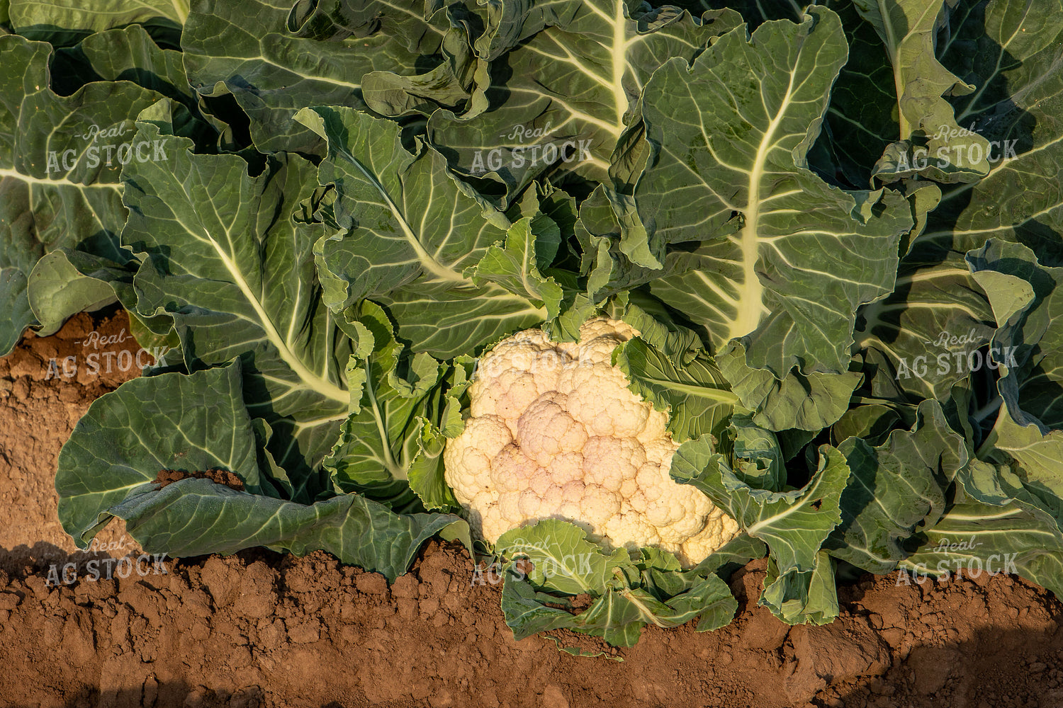 Cauliflower Plant 105001