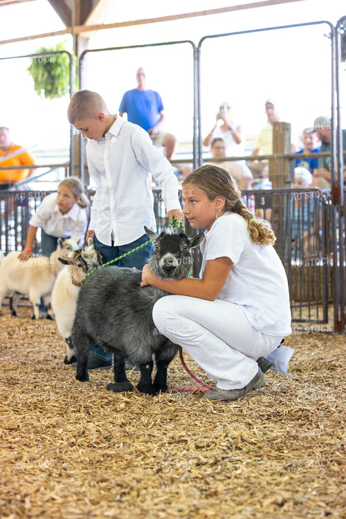 Showing Goats 52782