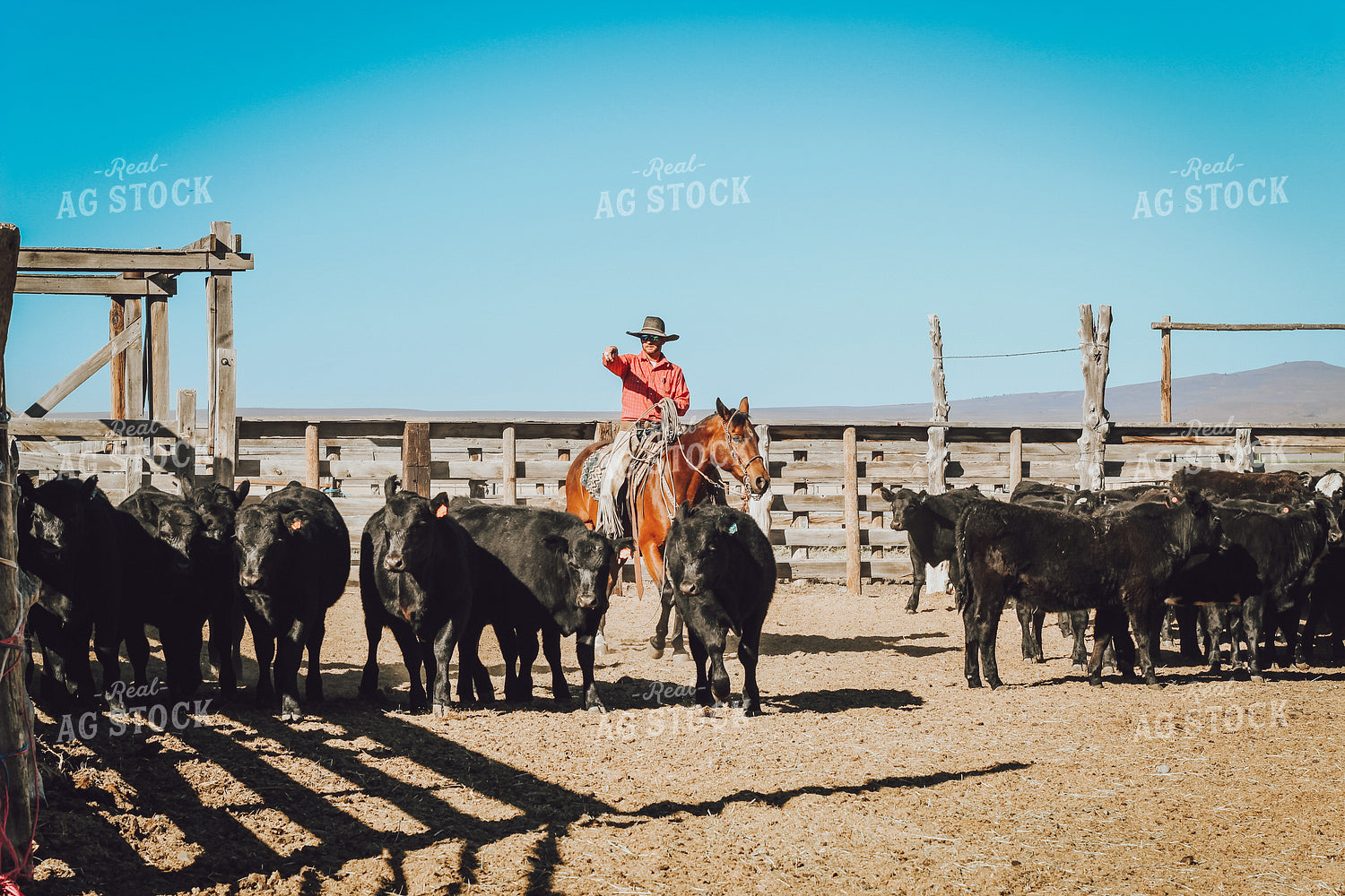 Rancher on Horseback Weaning Angus and Baldy Calves 78156