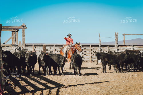 Rancher on Horseback Weaning Angus and Baldy Calves 78156