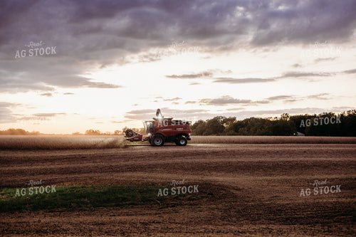 Soybean Harvest 281115