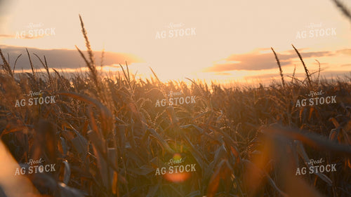 Sunset Over Dry Corn Field 25078