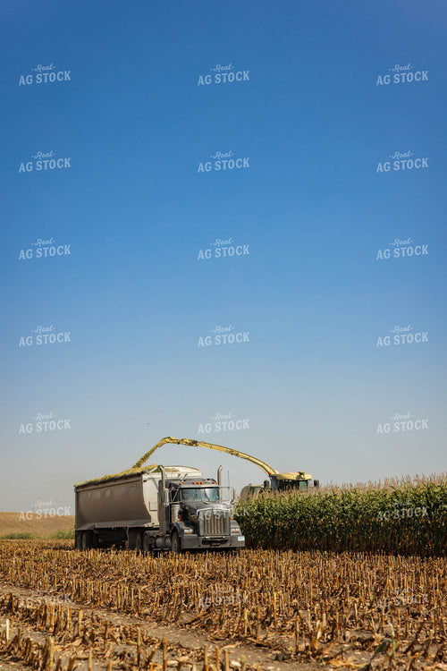 Chopping Corn Silage 152535