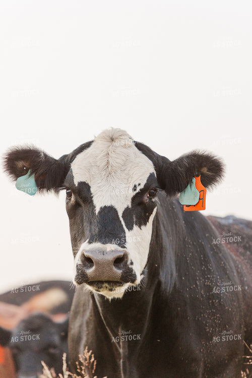 Cattle on Pasture 131042
