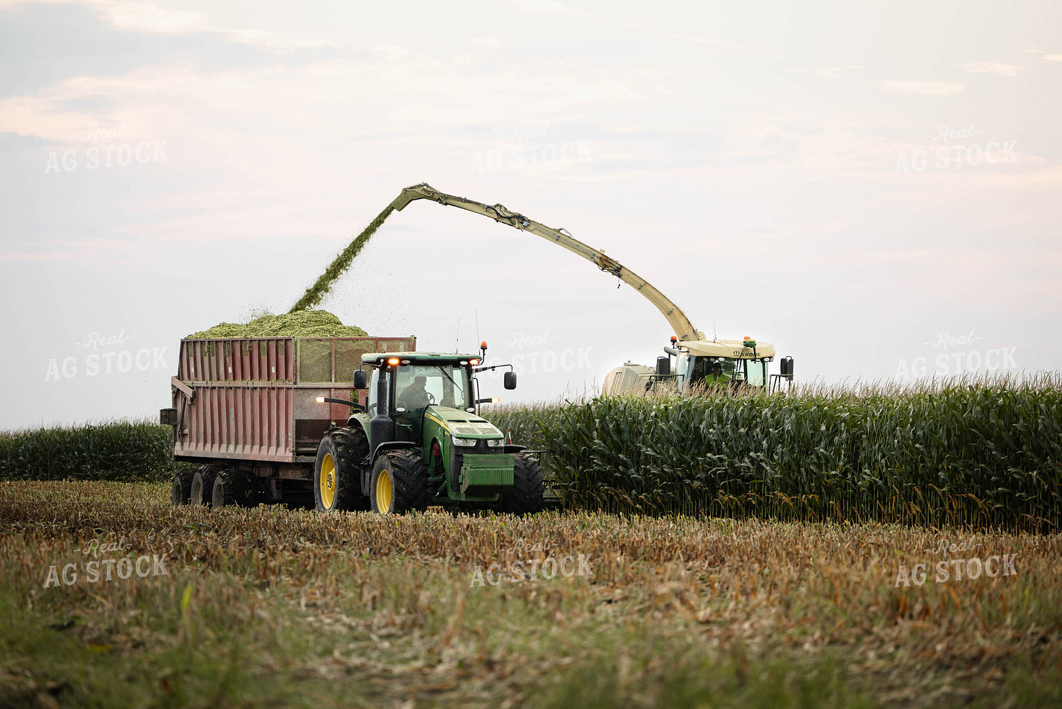 Chopping Corn Silage 152976