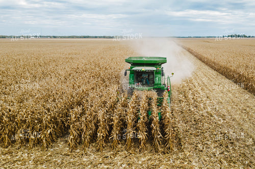 Corn Harvest 115102