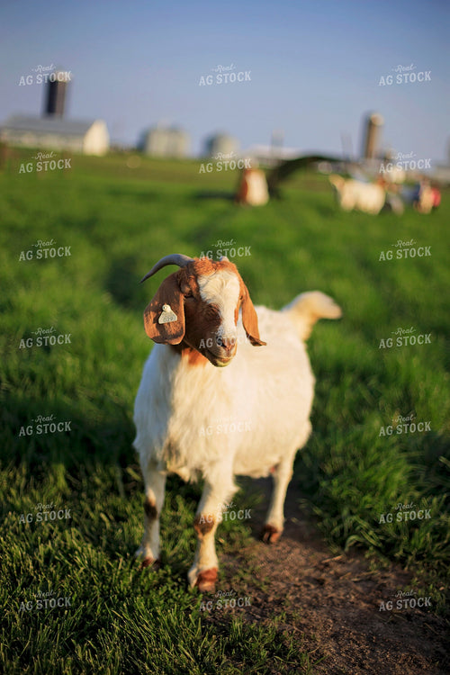 Goats in Farmyard 93131