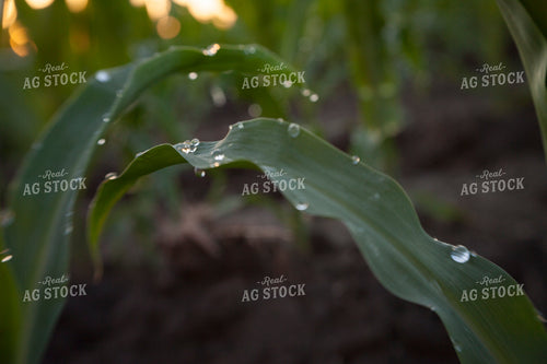 Corn - Mid-Season 1242
