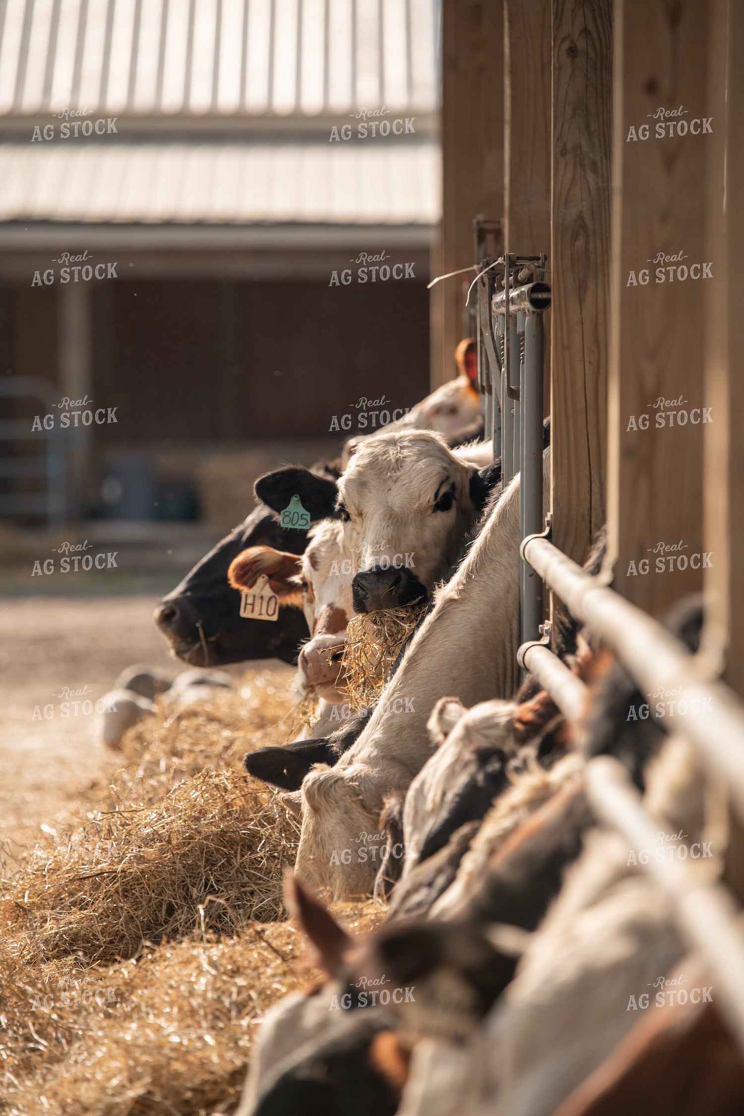 Cattle Eating from Feed Trough 76623