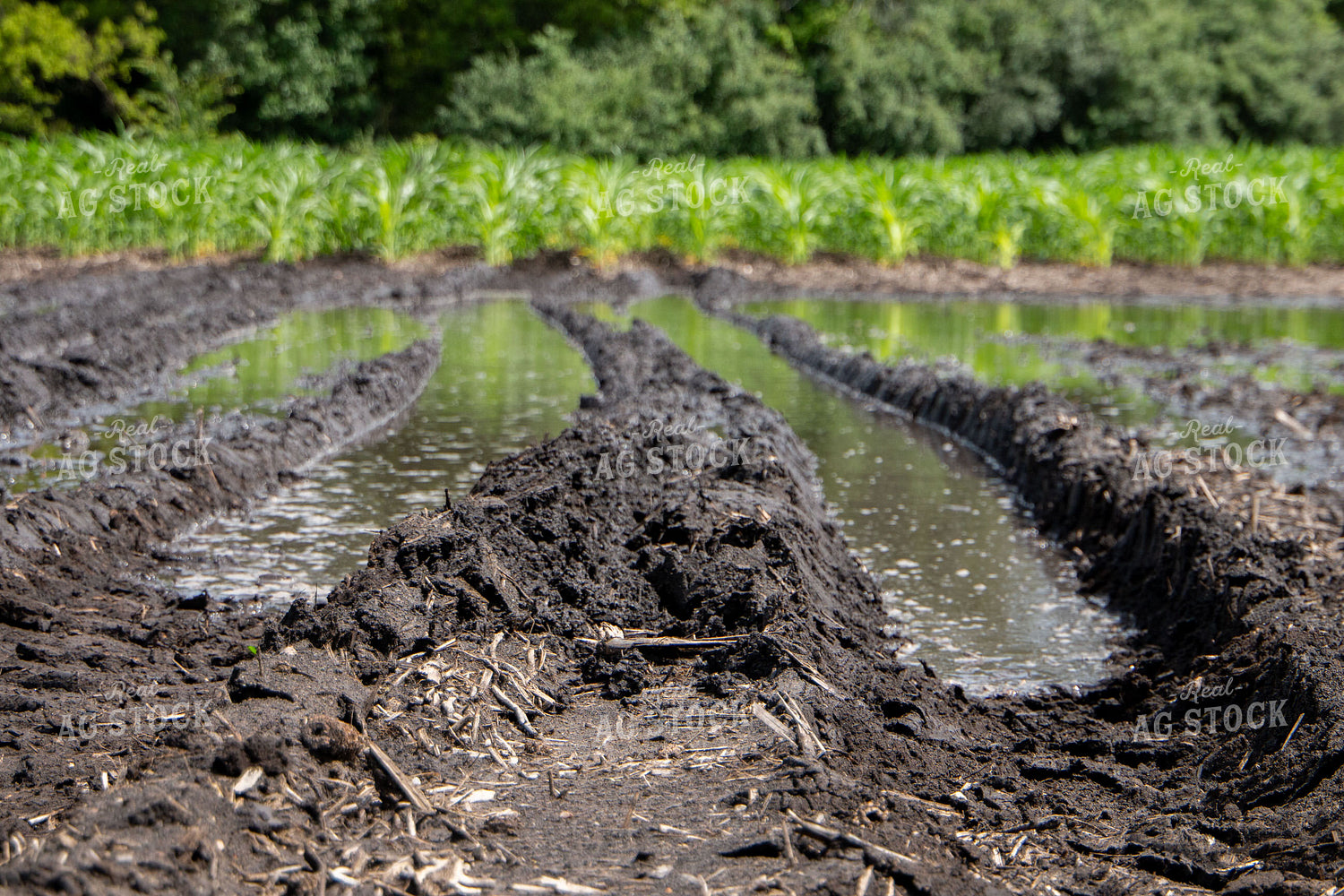 Flooded Corn Field 157189