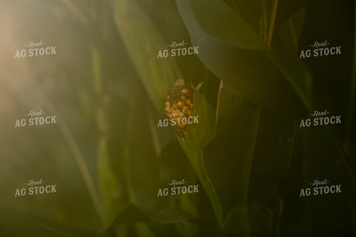 Corn - Mid-Season 2281