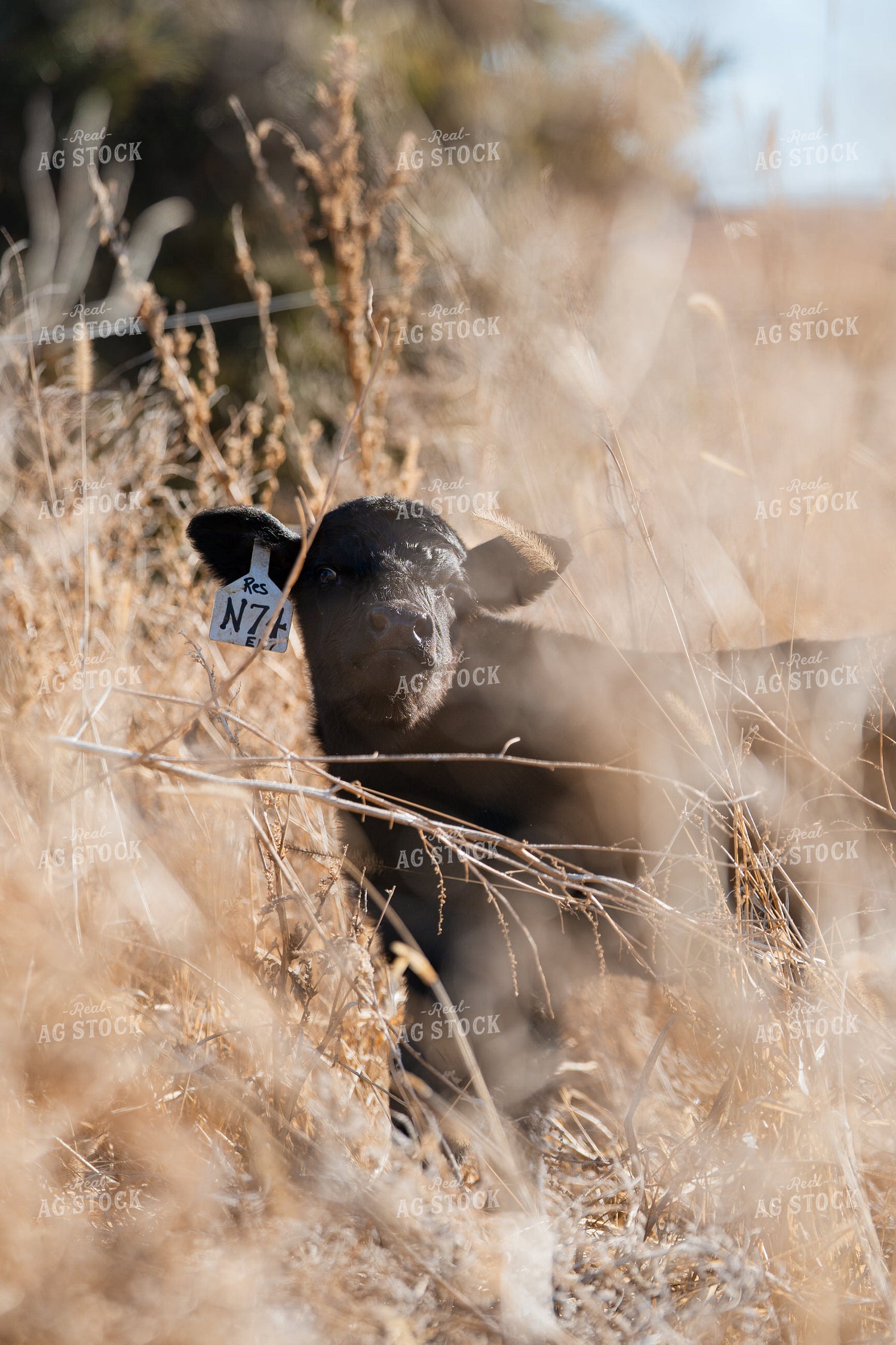 Angus Calf 68308