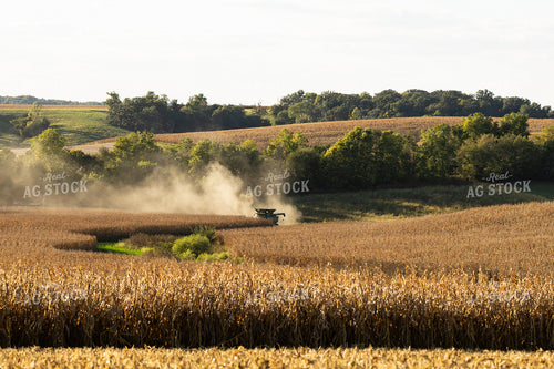 Corn Harvest 215138