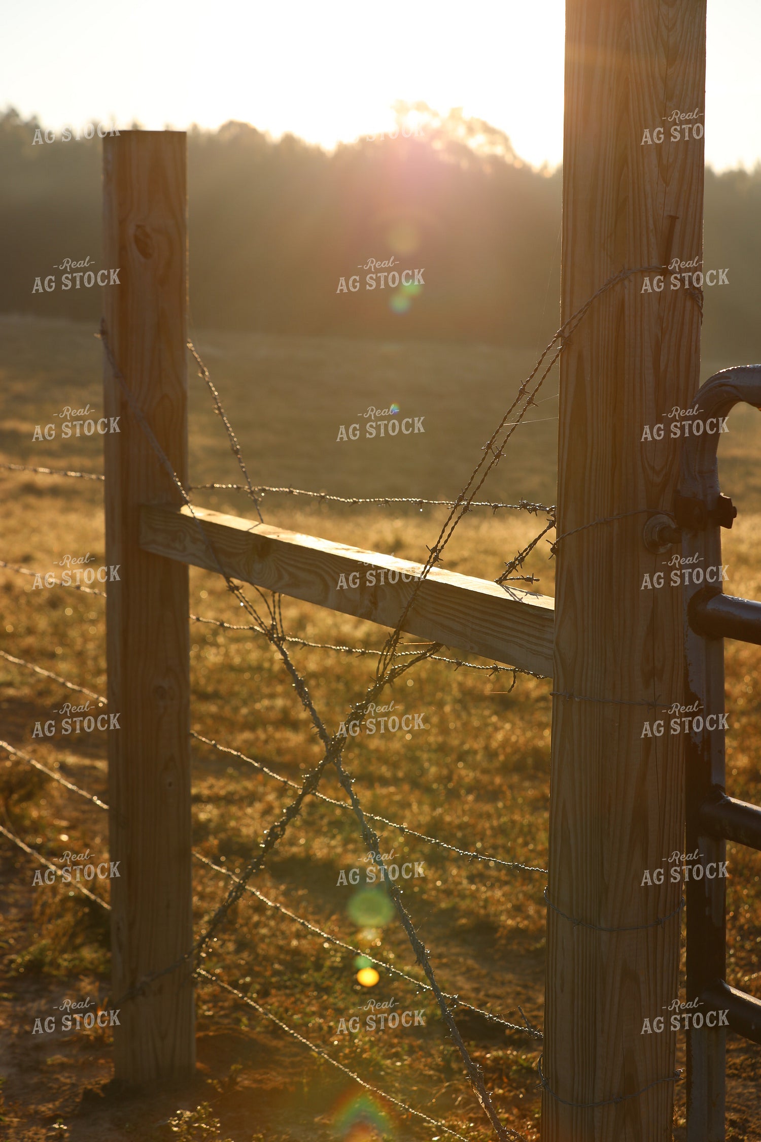Dew on Barbed Wire Fence 262009