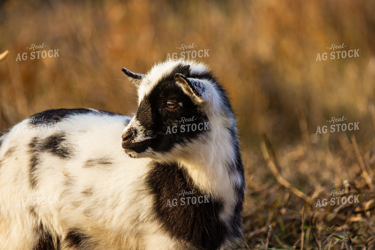 Goat 155085