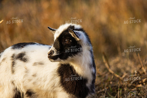 Goat 155085