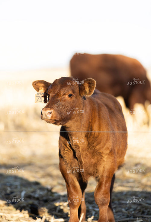 Red Angus Calf 305026