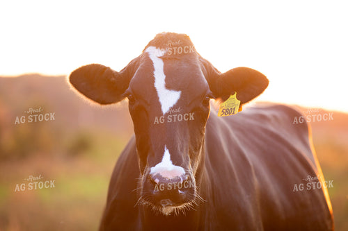 Holstein Dairy Cow in Pasture 55080