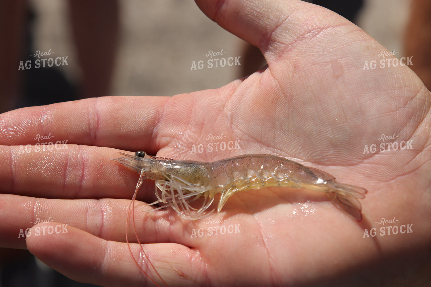 Shrimp 102184