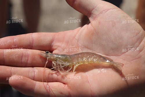 Shrimp 102184