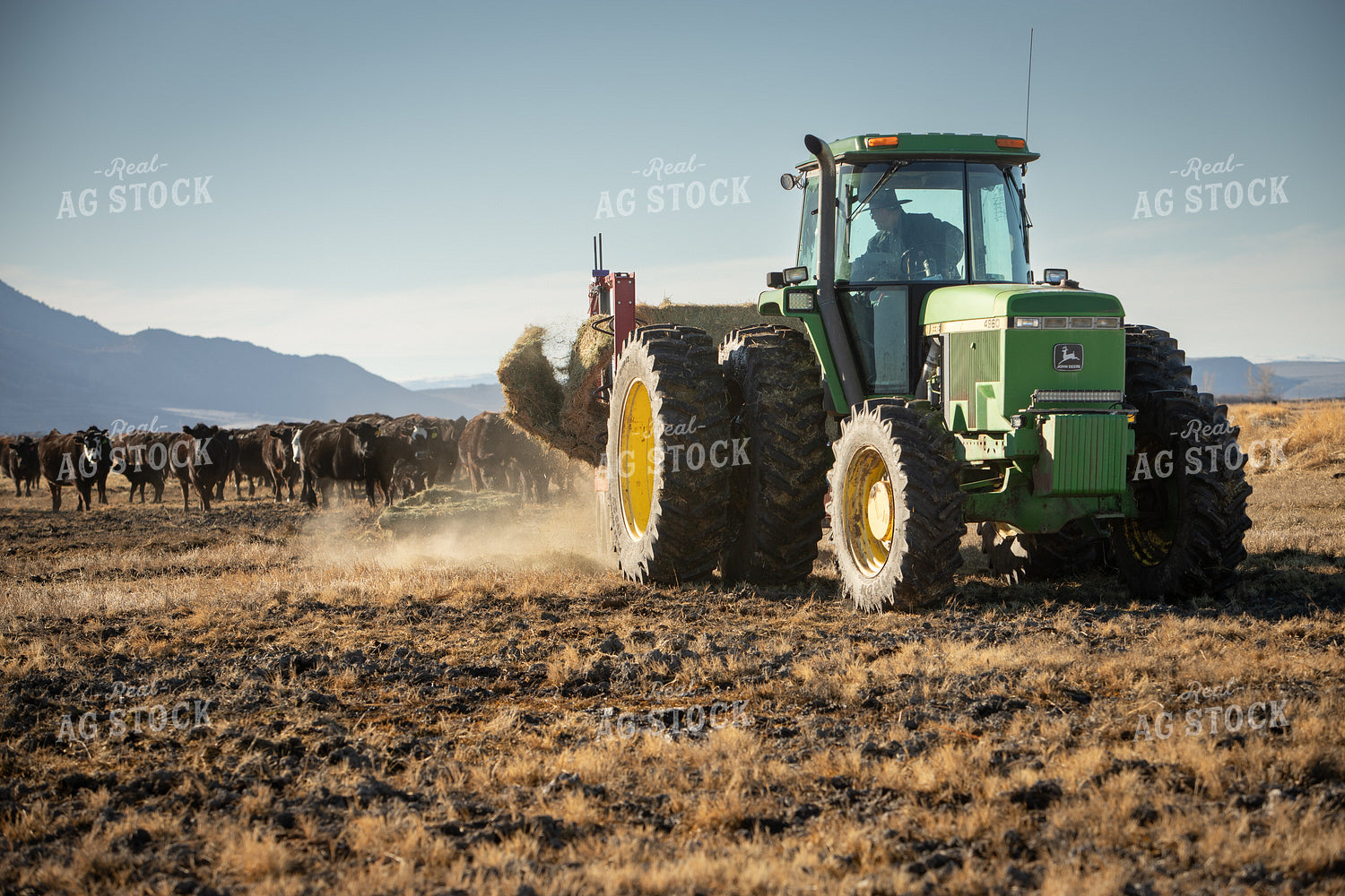 Feeding Cattle 78183