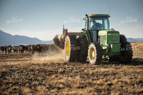 Feeding Cattle 78183