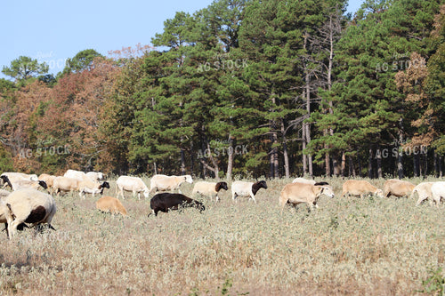Sheep 201023