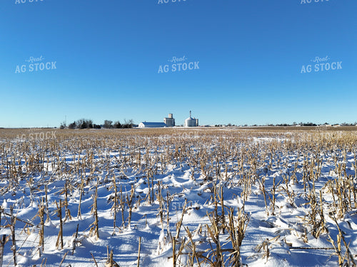 Snowy Milo Stubble 239473