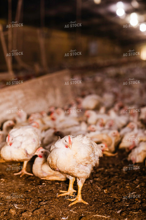 Broiler Chickens in Barn 280033