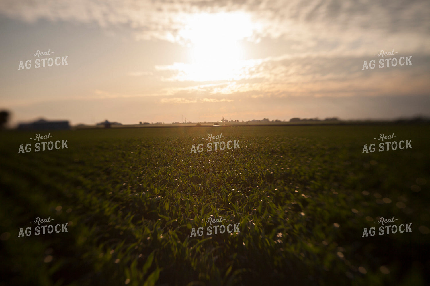 Corn - Mid-Season 1237