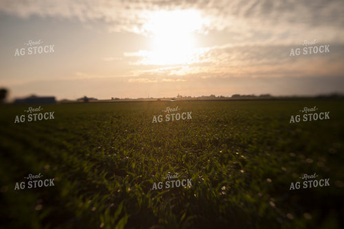 Corn - Mid-Season 1237