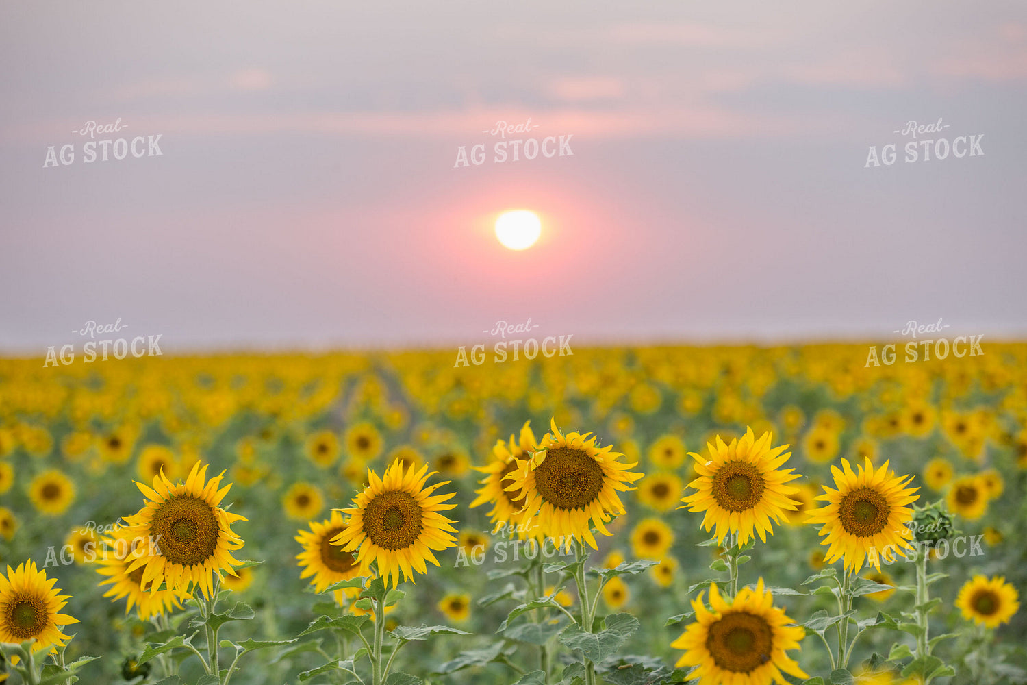 Sunflower Field 303048