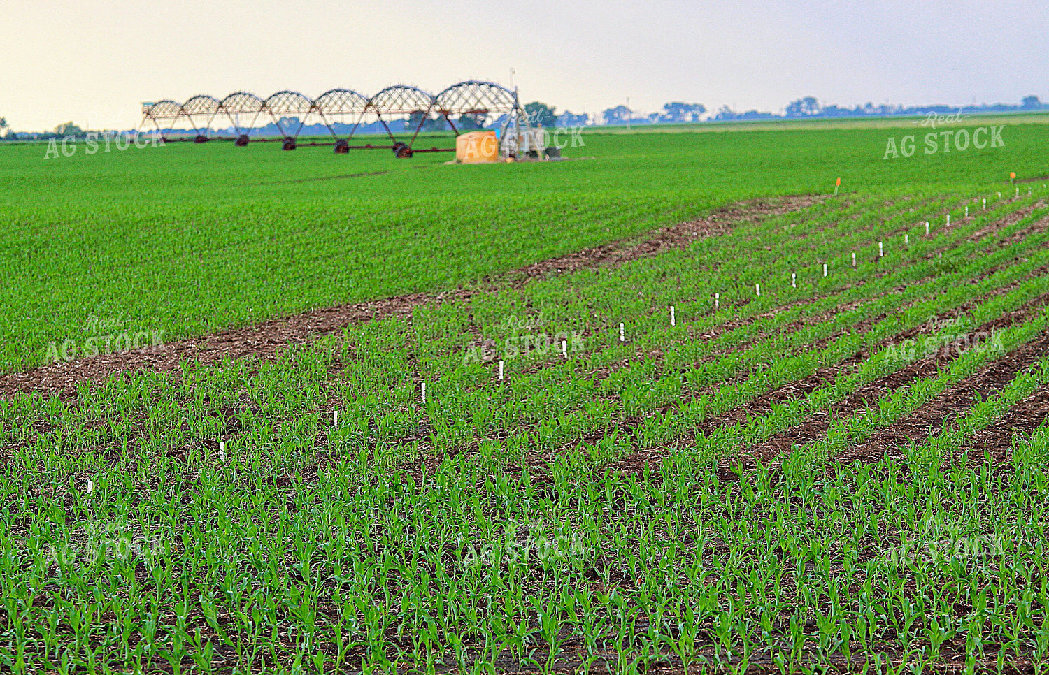 Early Growth Corn Field 141562