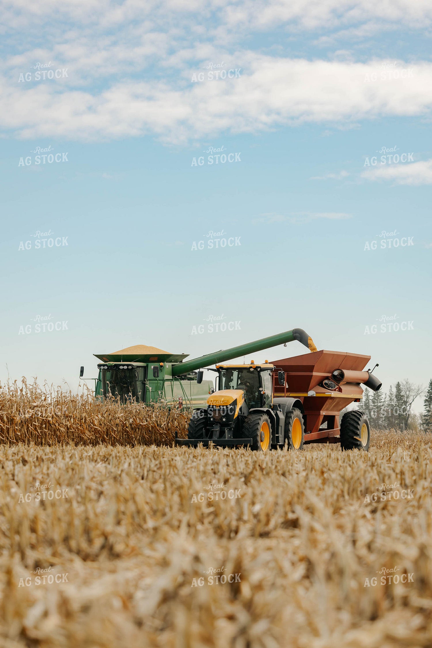 Corn Harvest 152896