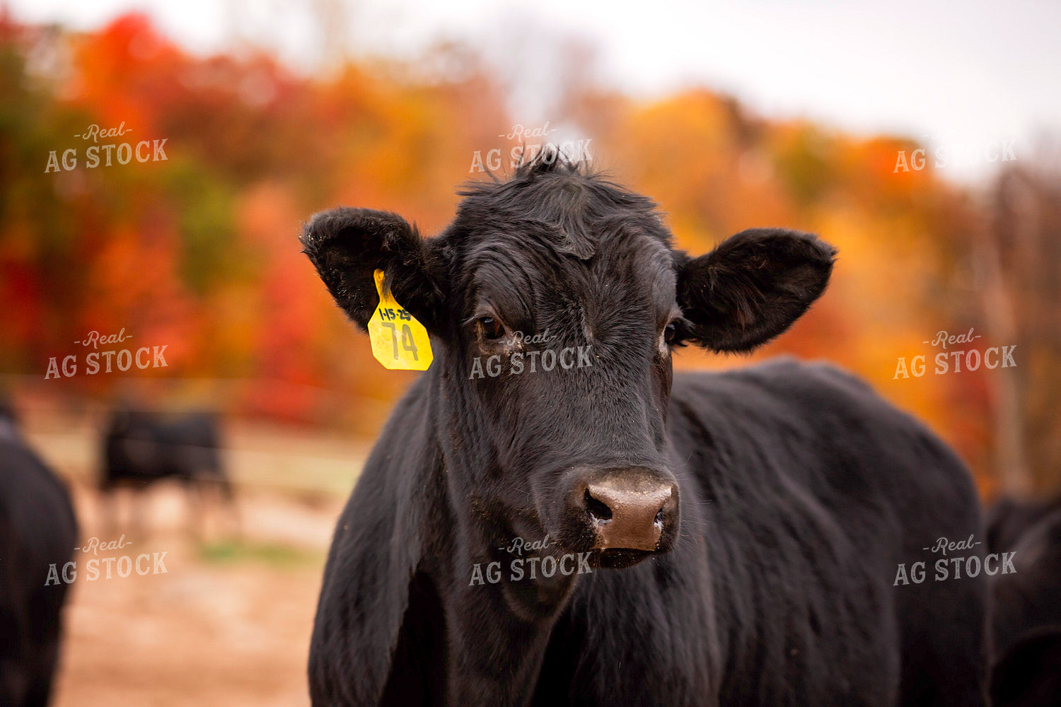 Black Angus Cattle on Pasture 55190