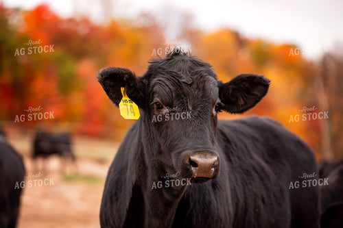 Black Angus Cattle on Pasture 55190