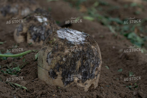 Sugar Beet Harvest 148045
