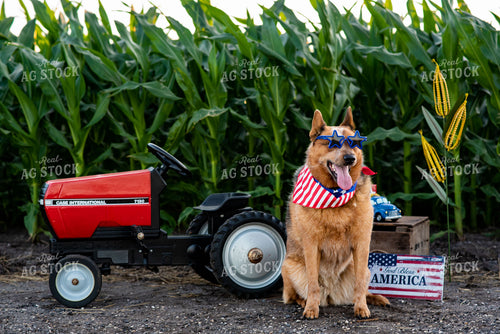 Farm Dog by Pedal Tractor in Midseason Corn Field on Fourth of July 136067